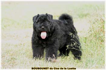 bouvier des flandres photo chiot - Elevage Clos Luette -  COPYRIGHT DEPOSE